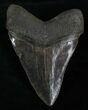 Gorgeously Serrated Megalodon Tooth #8369-2